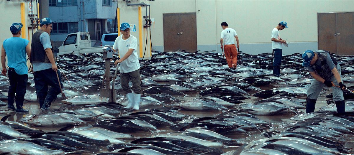 Fisherman in Asia laying tuna down, image caught by Kip Andersen's team. 