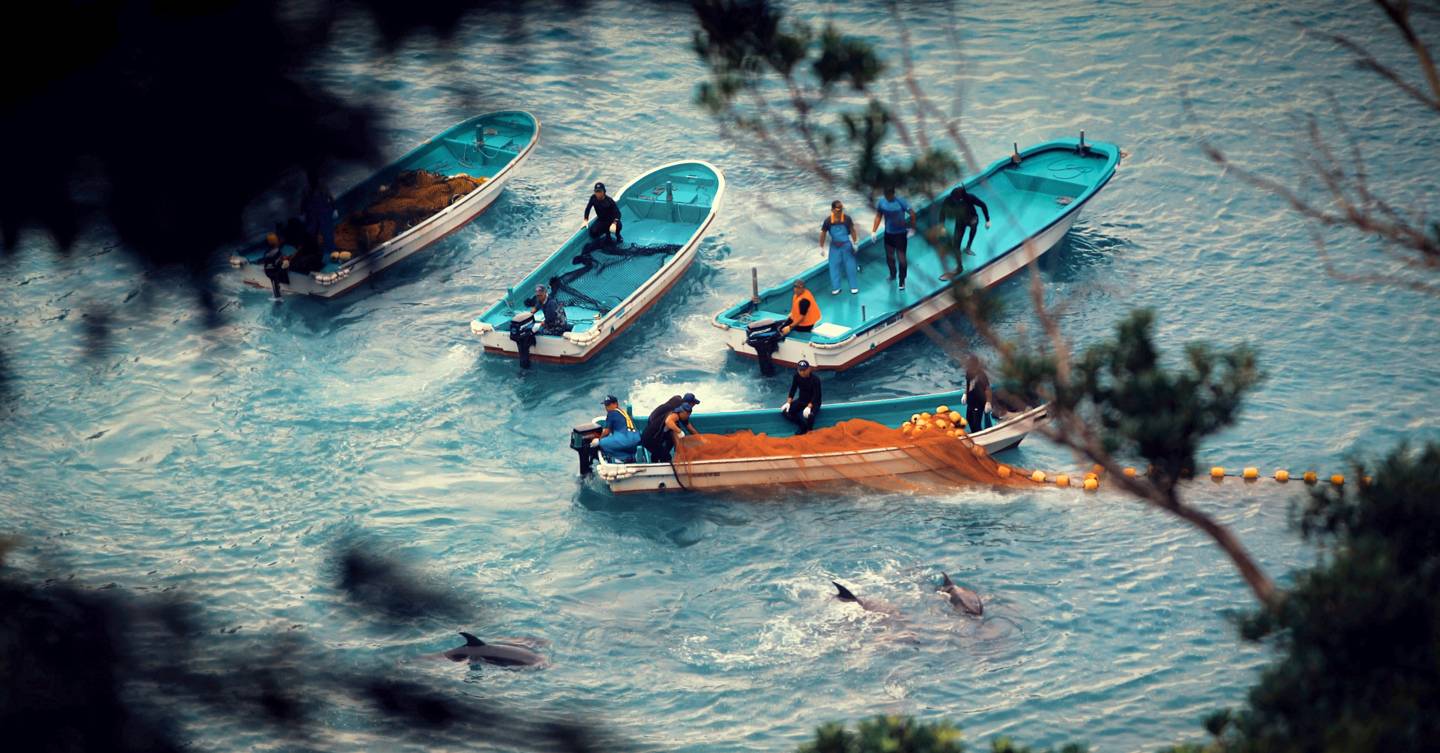 Taiji fishermen herd dolphins into a cove for slaughter, this footage was shown in the documentary.