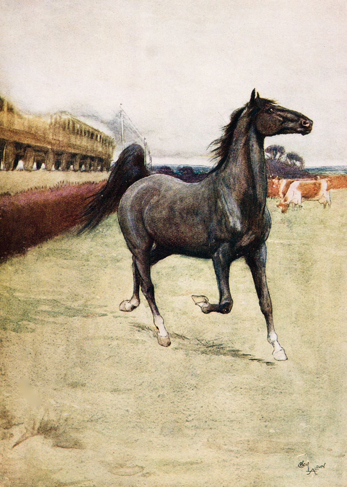 An illustration of Black Beauty from the 1916 edition of the novel (Image retrieved from Visual Arts/Alamy).