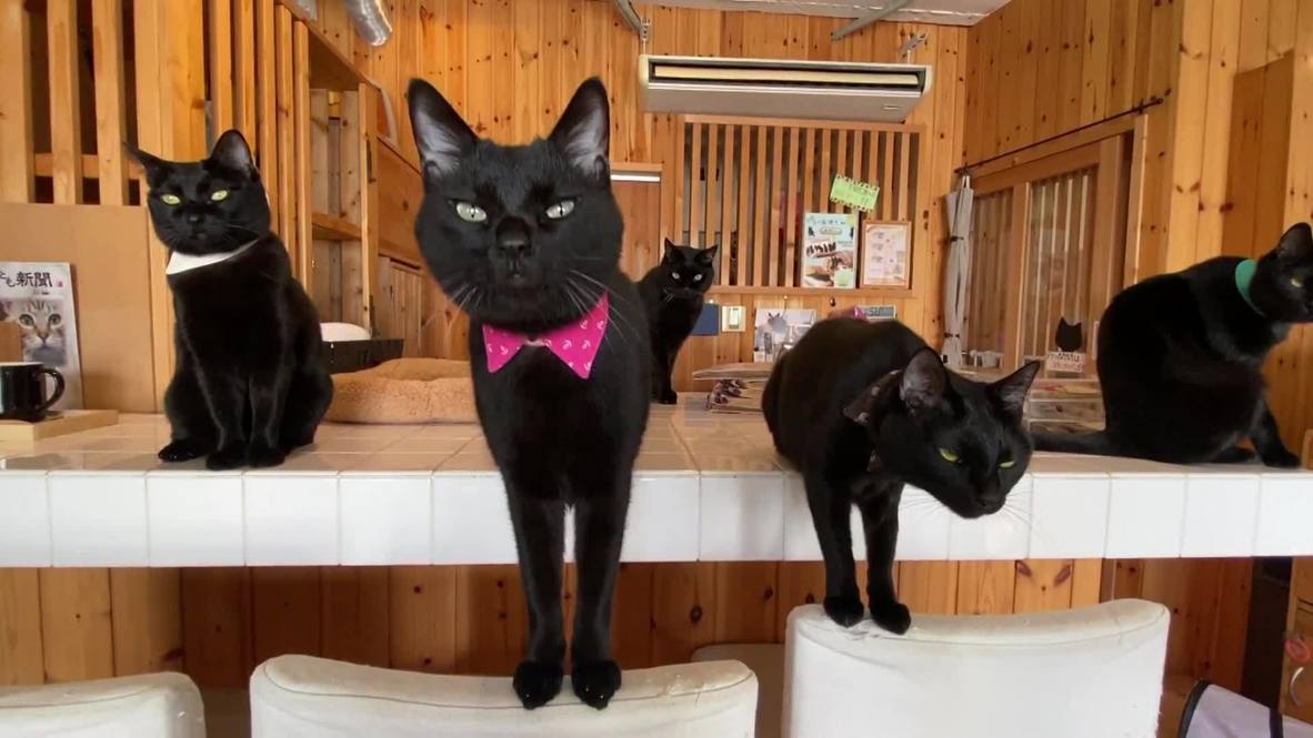 Image of several black cats sitting on top of the counter at one of Japan's black cat cafés.  