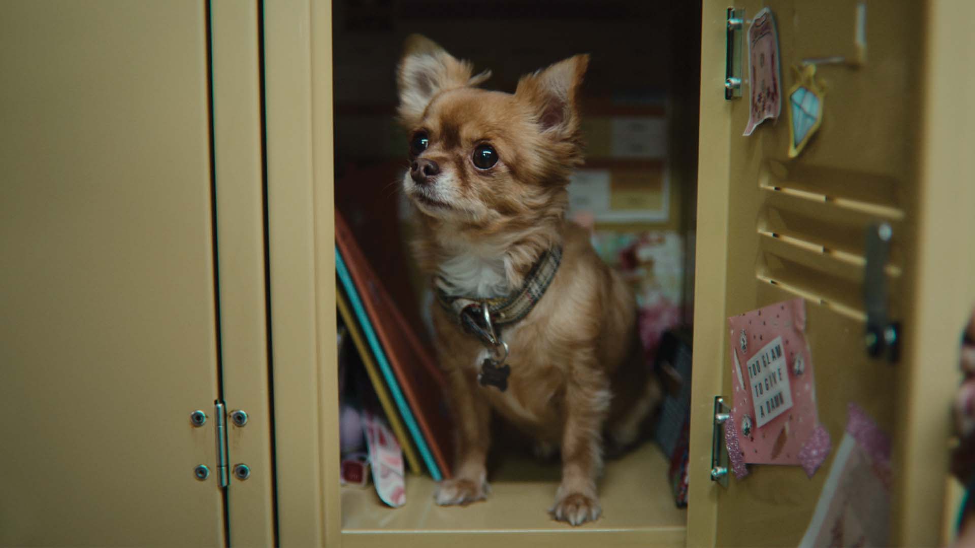 Ruby's dog sits cutely in her locker. 