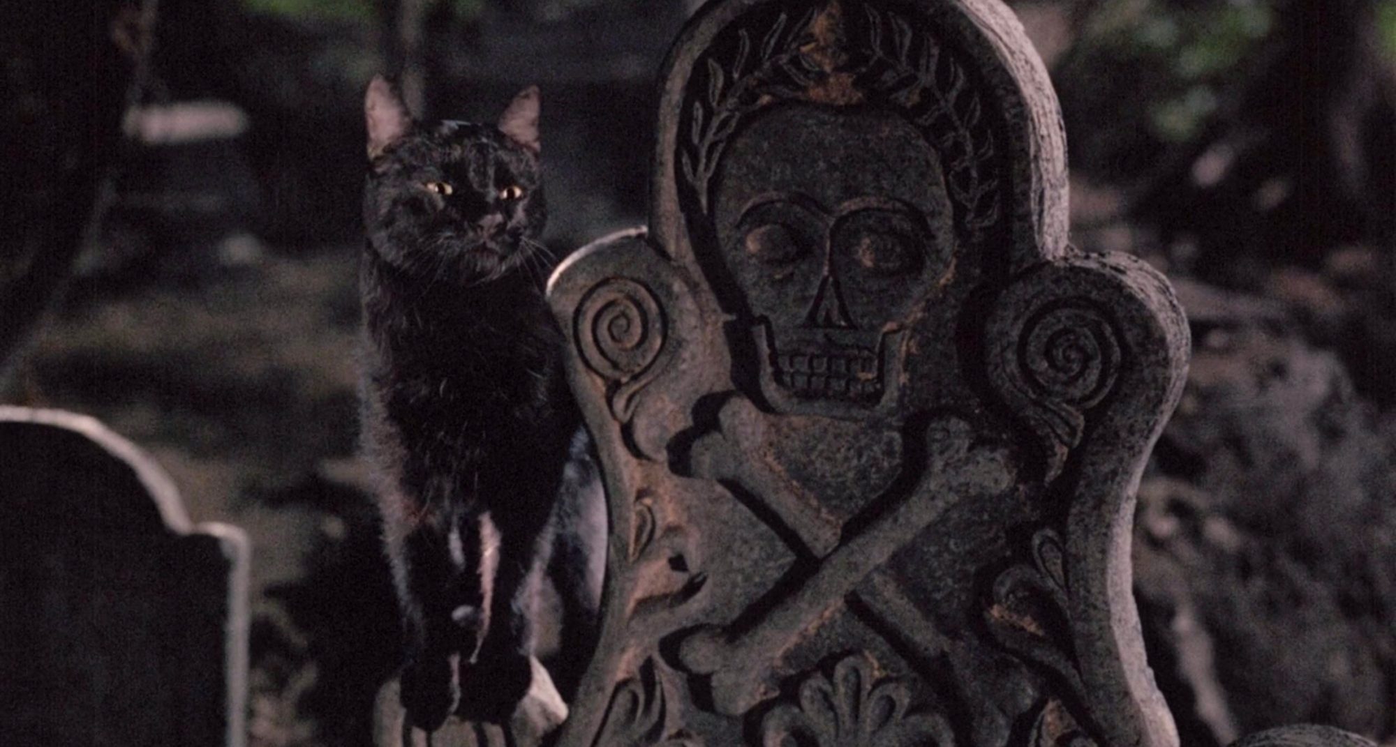 The cat form of Thackery Binx sits on a tombstone. 