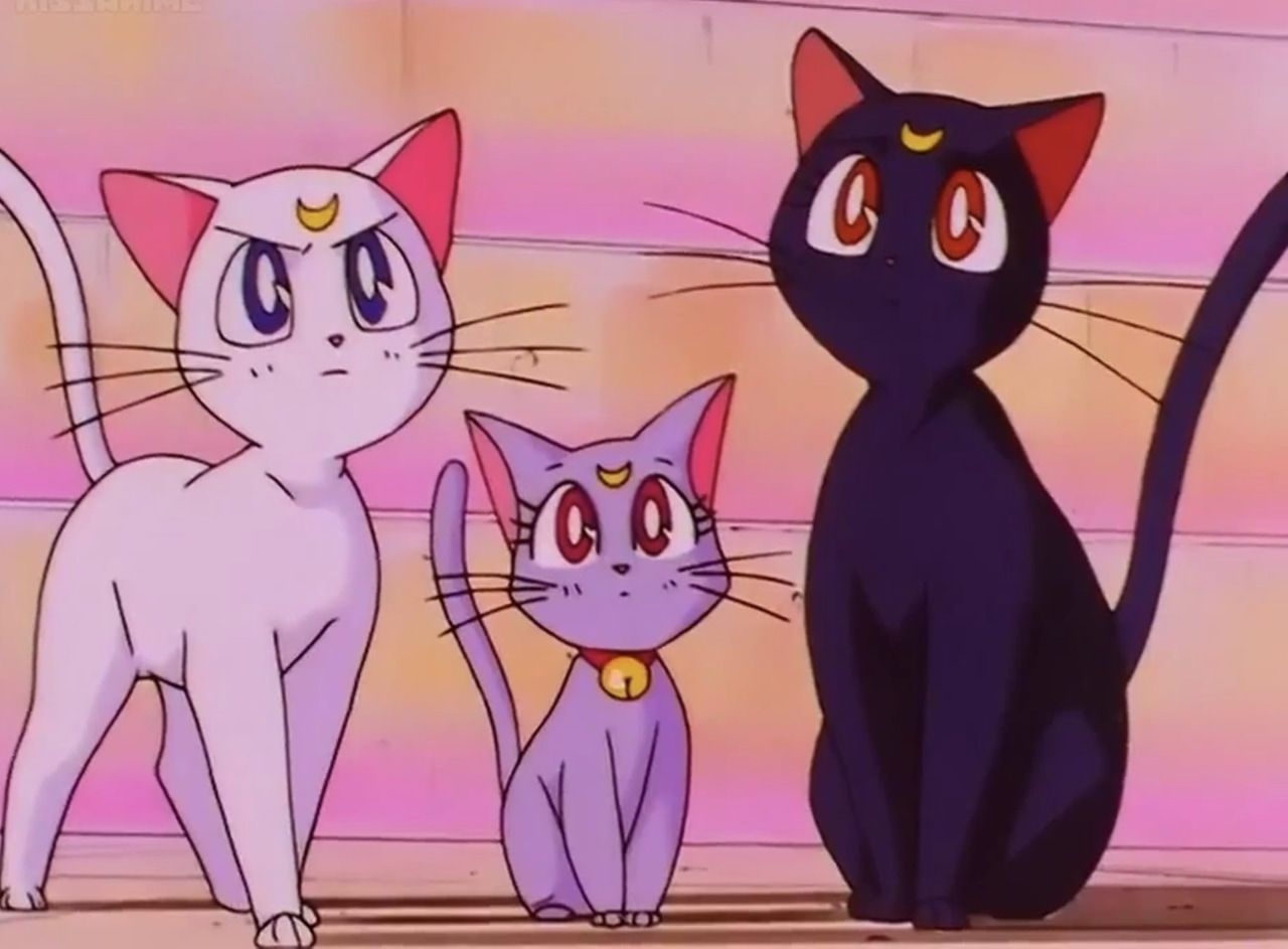 Luna sits with Artemis and Diana, two other cats from the Sailor Moon series. 