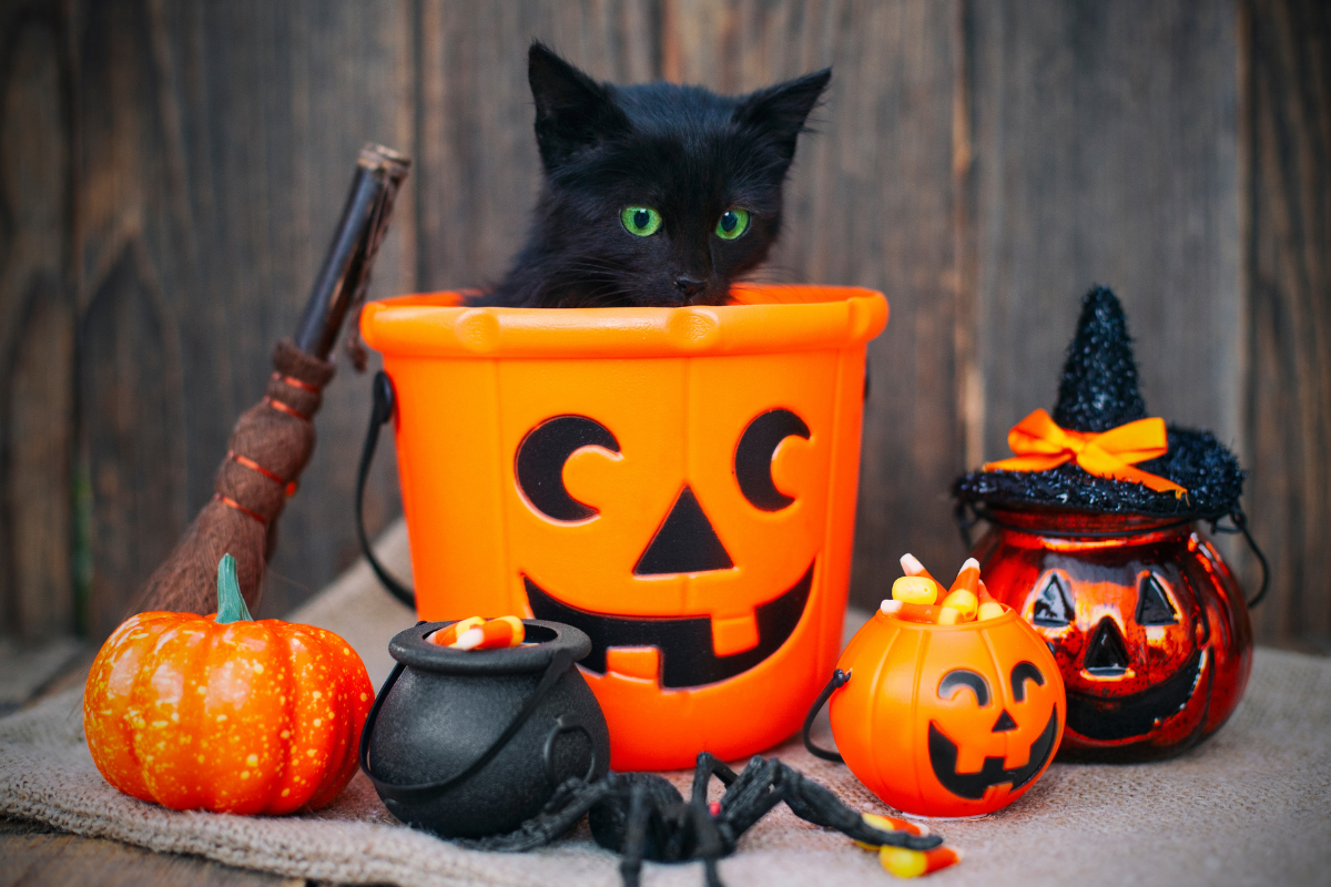 Picture of a cute kitten sitting in a jack-o-lantern colored bucket.