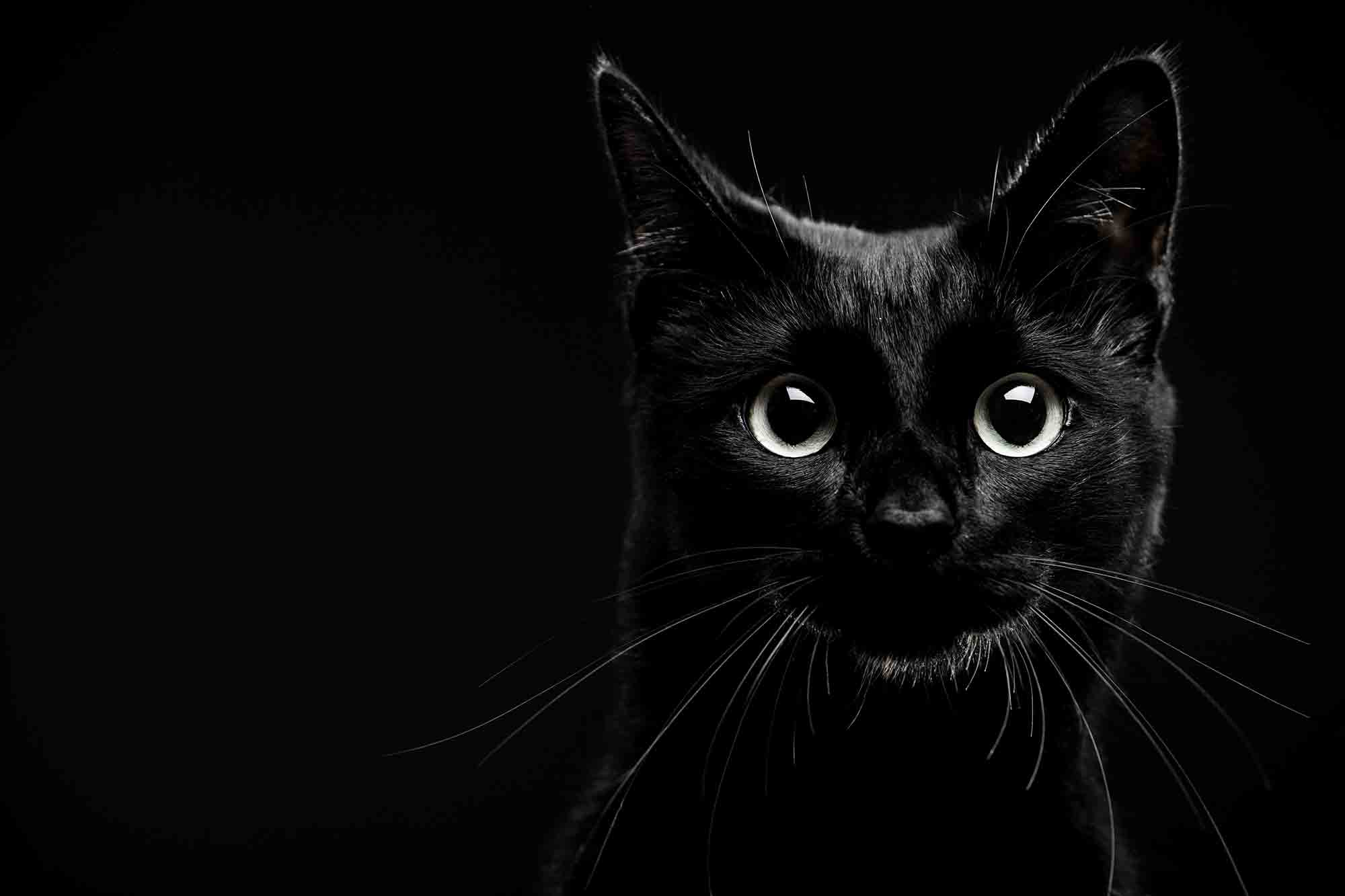 Black and white photo of black cat staring into the camera.