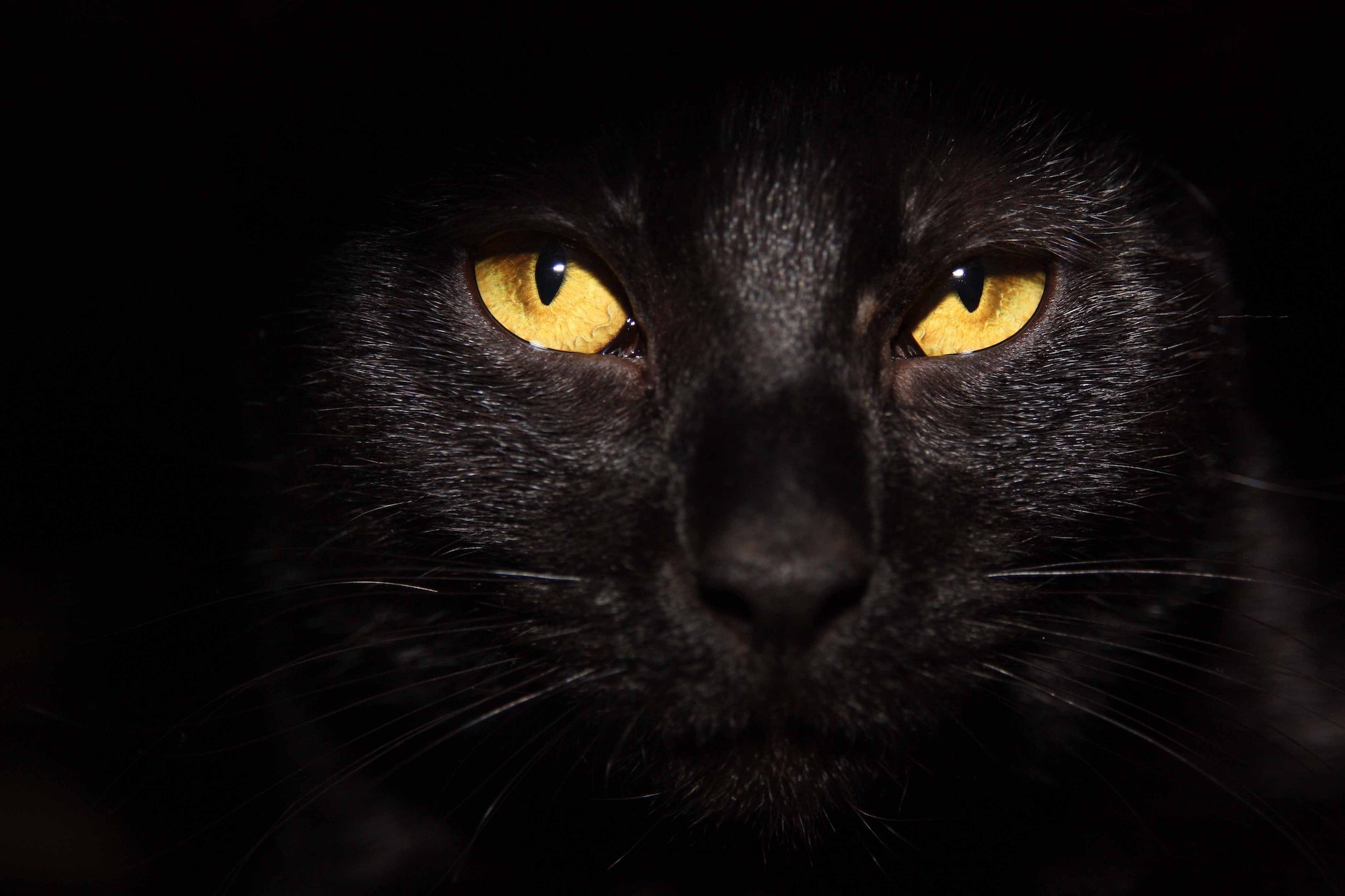 Close-up photo of a black cat with golden eyes looking into the camera.