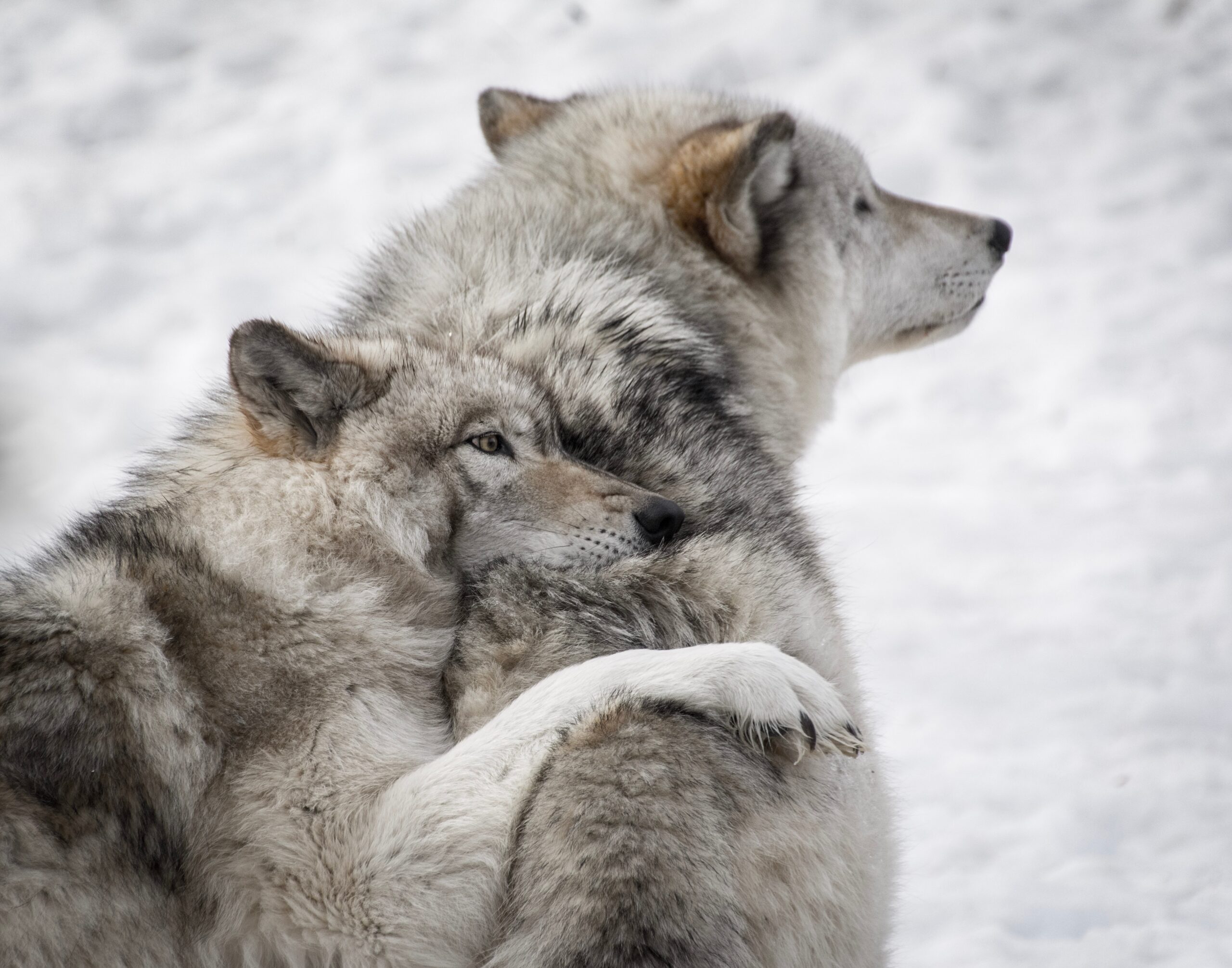 One gray wolf leans against another in a snowy environment. 