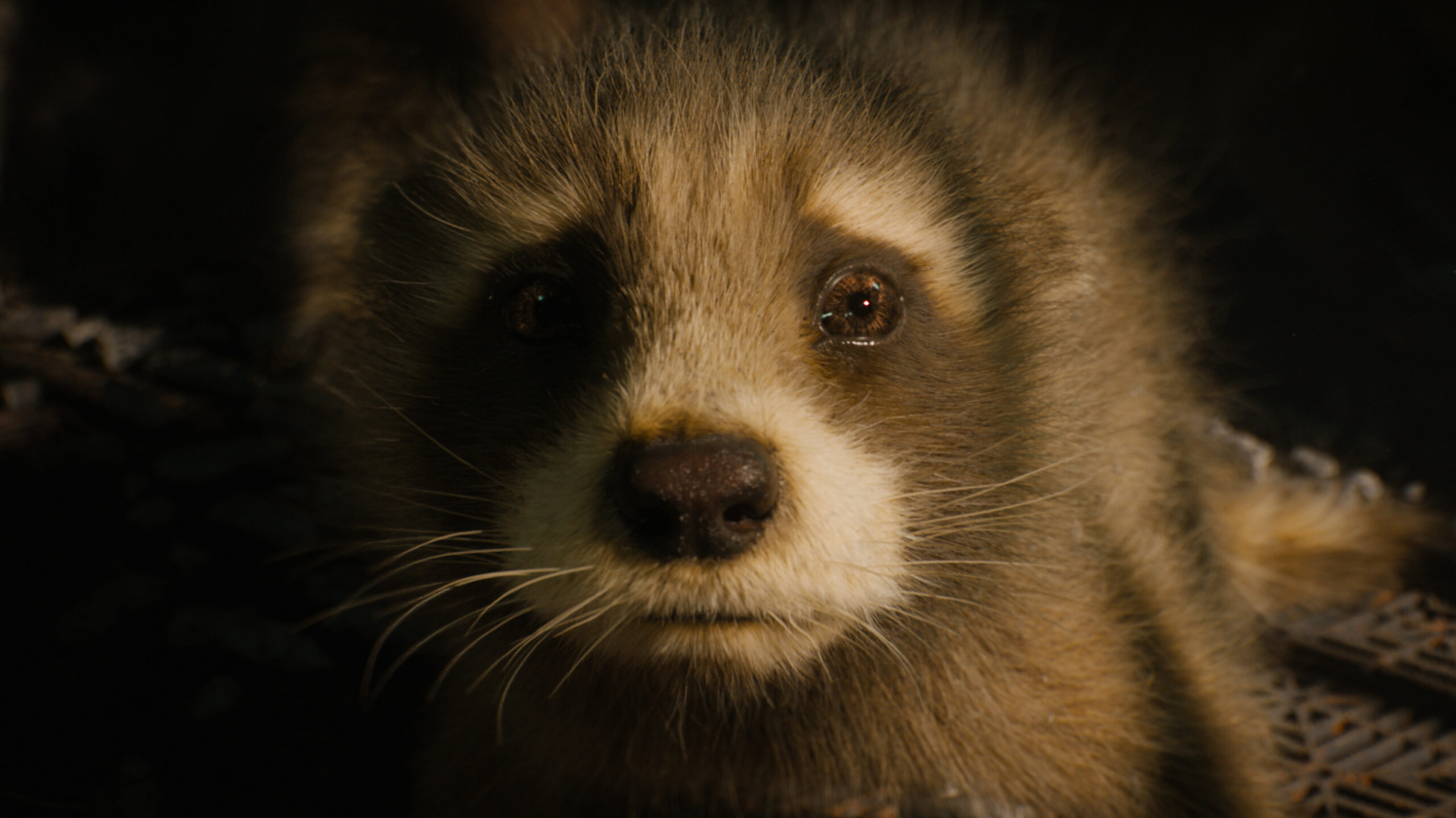 Baby Rocket (voiced by Bradley Cooper) in Marvel Studios' Guardians of the Galaxy Vol. 3. Photo courtesy of Marvel Studios. © 2023 MARVEL.