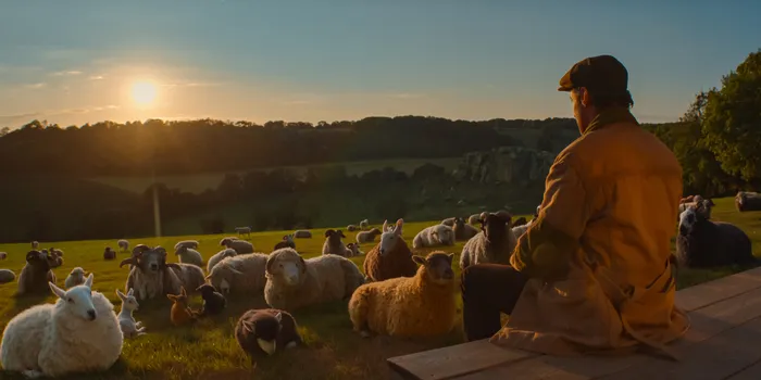 Shepherd George from The Sheep Detectives sitting in front on his flock of sheep while the sun sets behind them.