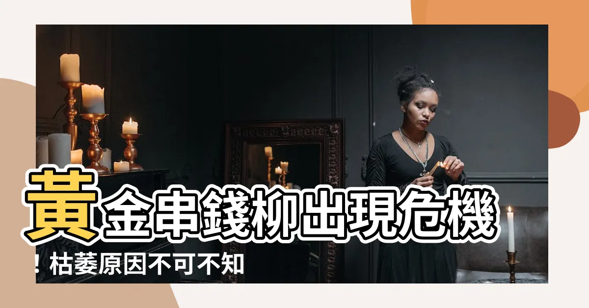 【黃金串錢柳枯萎】黃金串錢柳出現危機！枯萎原因不可不知
