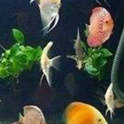 3、風水魚死了是什麼意思?