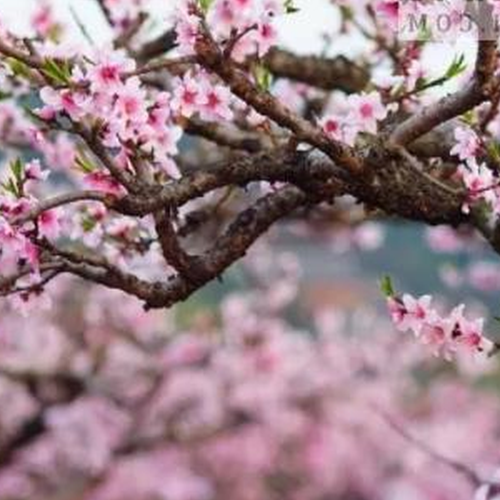 1、測試桃花運,計算年度桃花運