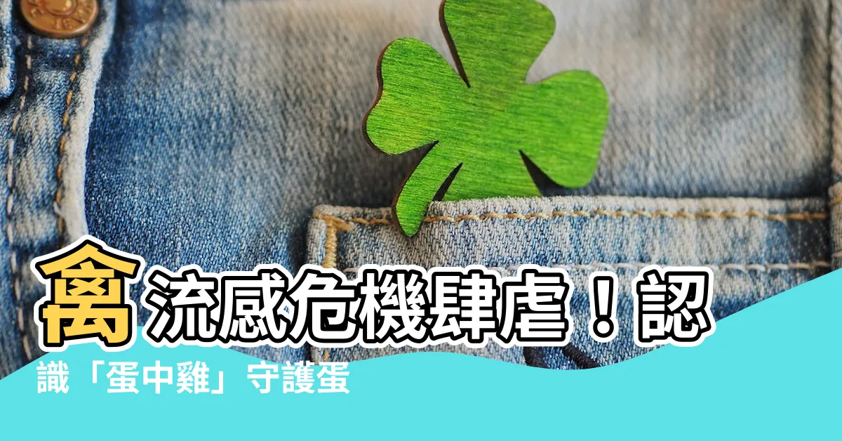 【中雞是什麼】禽流感危機肆虐！認識「蛋中雞」守護蛋源