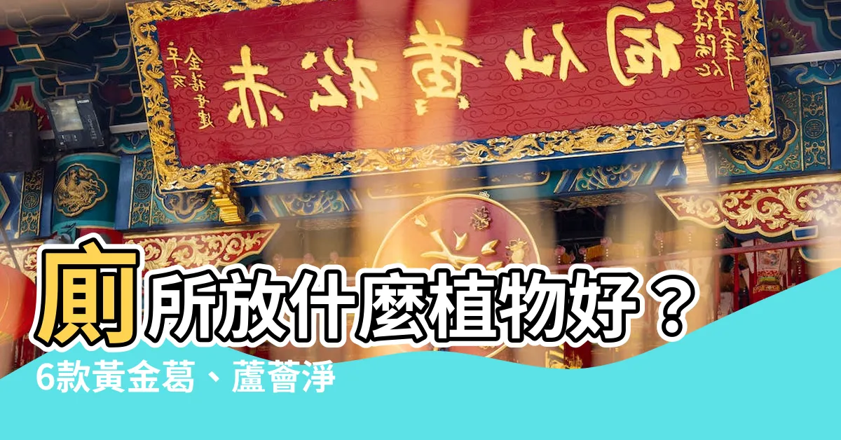 【廁所放什麼植物好】廁所放什麼植物好？6款黃金葛、蘆薈淨化空氣、化煞開運