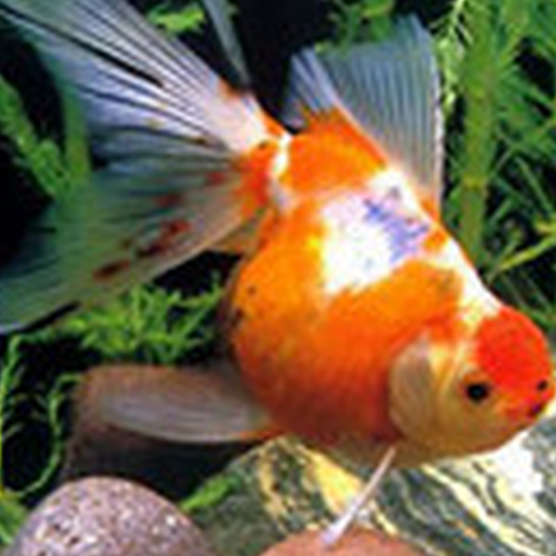 1、家裡養魚的6大風水禁忌,家裡養金魚的風水有什麼講究嗎?