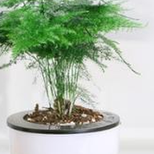 2、關於家裡什麼植物對風水有好處