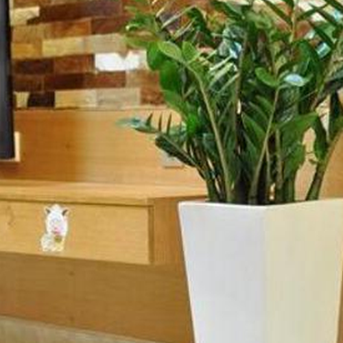 3、陽台種什麼植物對風水好