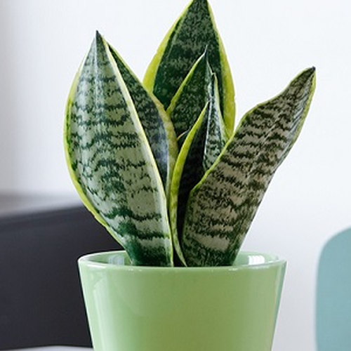 3、種植虎尾蘭有什麼風水嗎