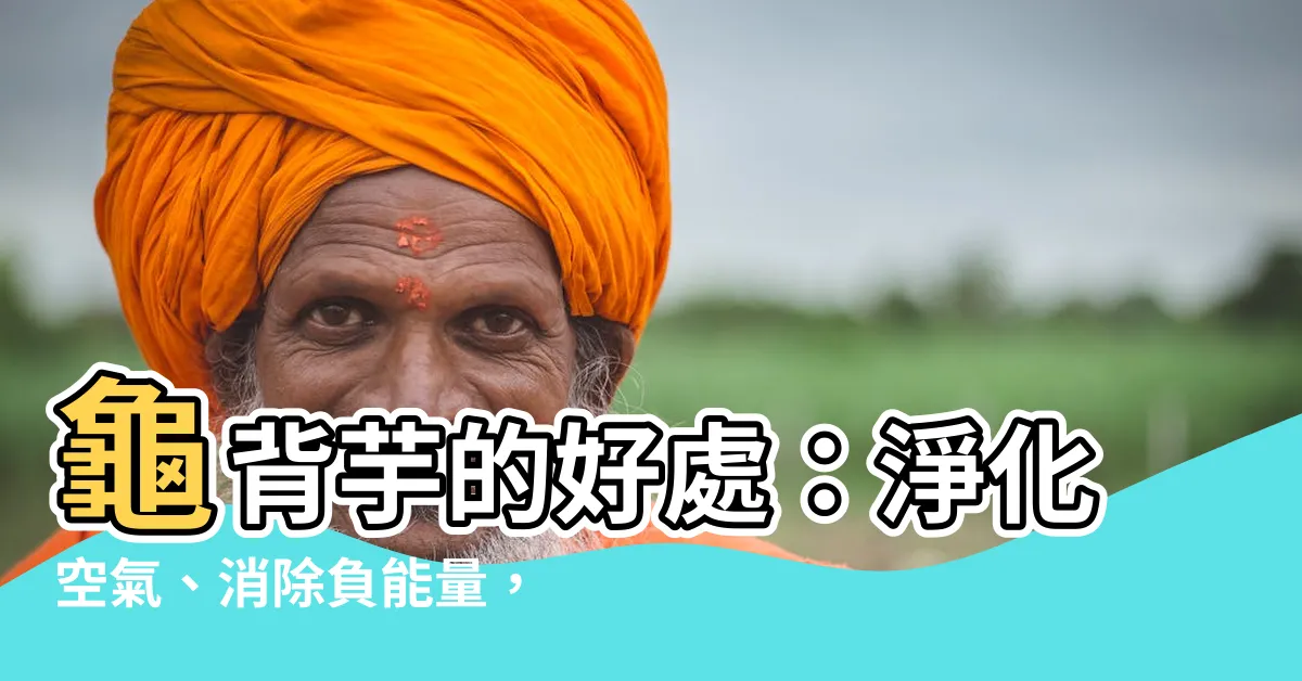 【龜背芋好處】龜背芋的好處：淨化空氣、消除負能量，還能招好運、招財！