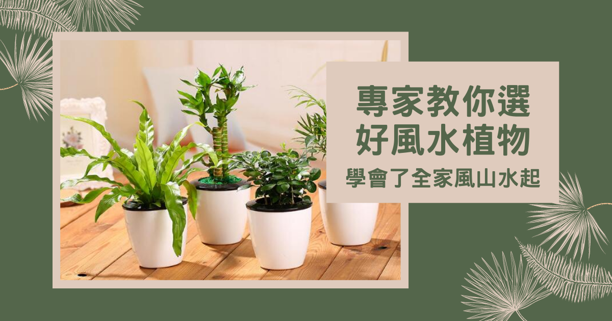 【風水植物大全】專家教你選好風水植物，學會了全家風山水起