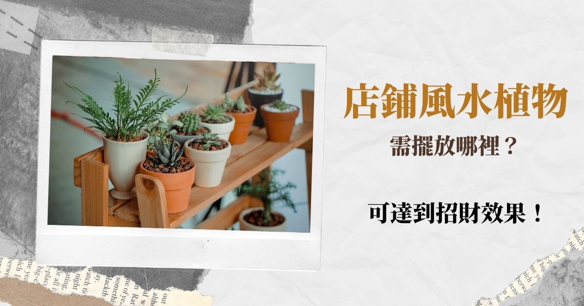 【2021牛年】店鋪風水植物需擺放哪裡？可達到招財效果！