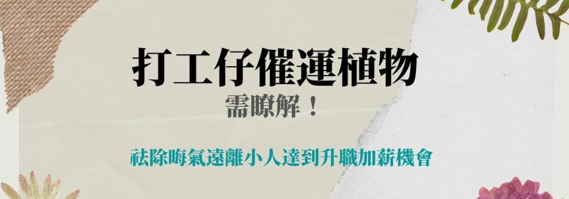 打工仔催運植物需了解!祛除晦氣遠離小人達到升職加薪機會 | 家居風水2021