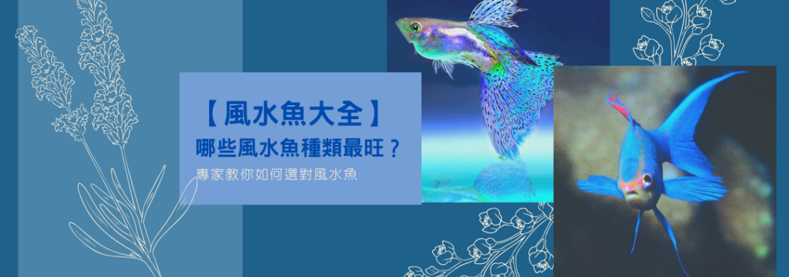 【風水魚大全】哪些風水魚種類最旺？專家教你如何選對風水魚