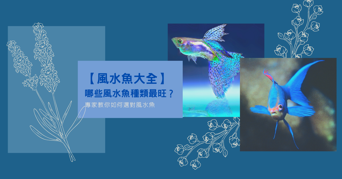 【風水魚大全】哪些風水魚種類最旺？專家教你如何選對風水魚