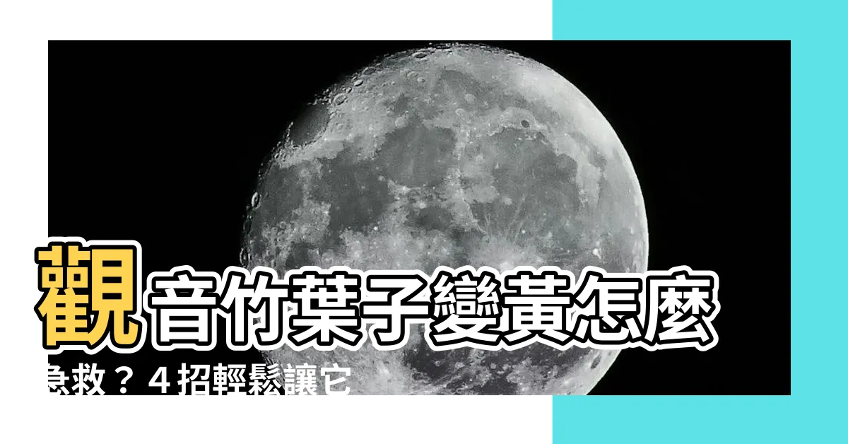 【觀音竹葉子變黃】觀音竹葉子變黃怎麼急救？４招輕鬆讓它綠油油！