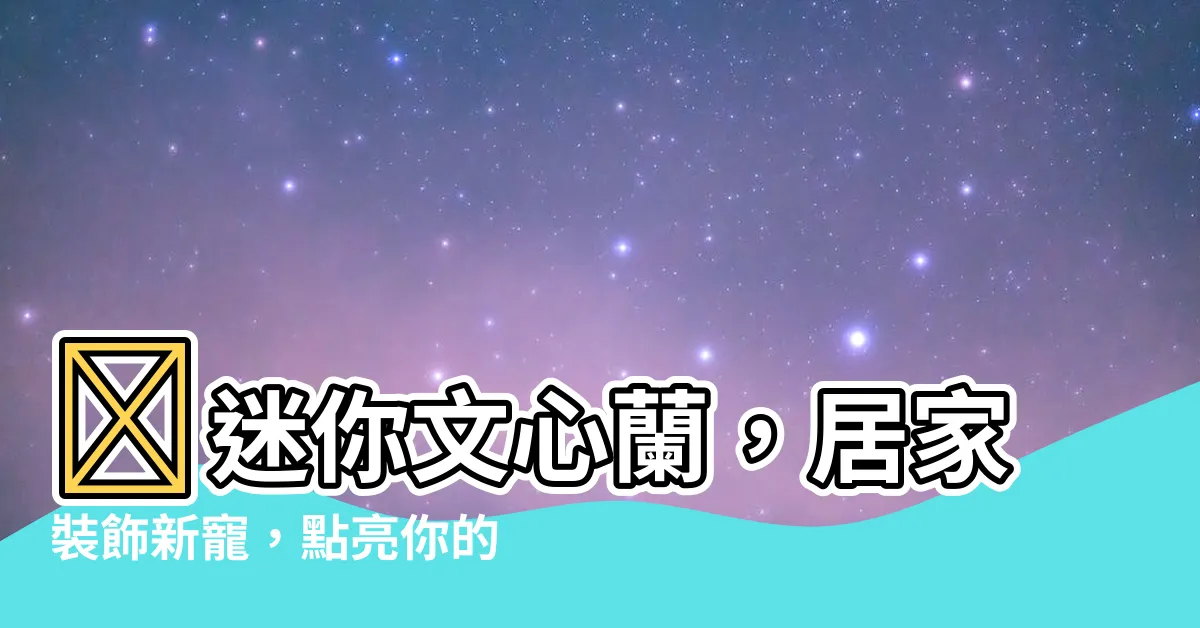 【迷你文心蘭】✨迷你文心蘭，居家裝飾新寵，點亮你的温馨空間✨