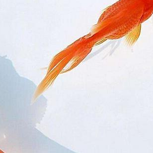 2、家裡養魚的6大風水禁忌,家裡養金魚的風水要注意什麼?