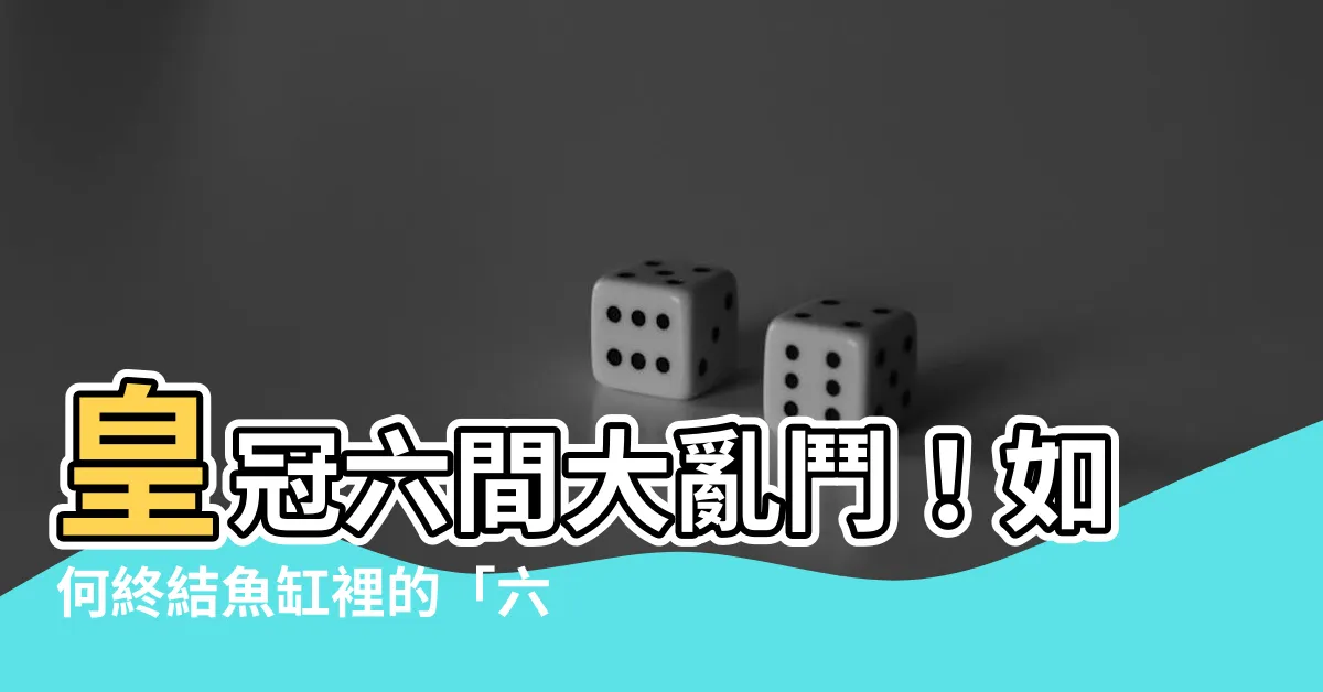 【皇冠六間打架】皇冠六間大亂鬥！如何終結魚缸裡的「六間」戰爭