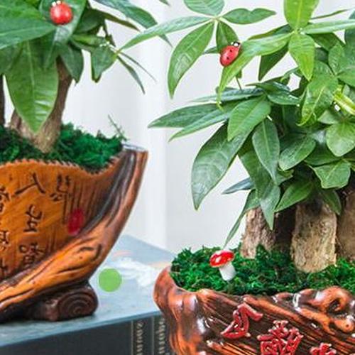 2、店前擺什麼植物招財,門前種什麼花利於風水