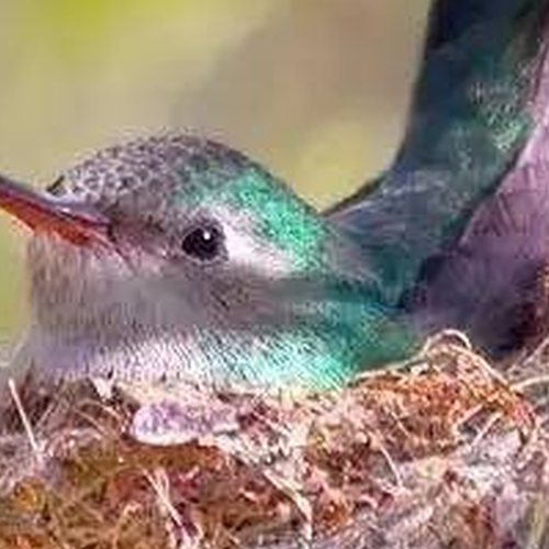 4、鳥兒在窗台上築巢是吉兆嗎?