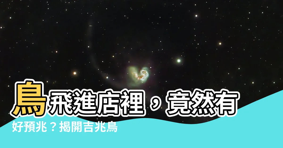 【鳥飛進店裡】鳥飛進店裡，竟然有好預兆？揭開吉兆鳥的秘密
