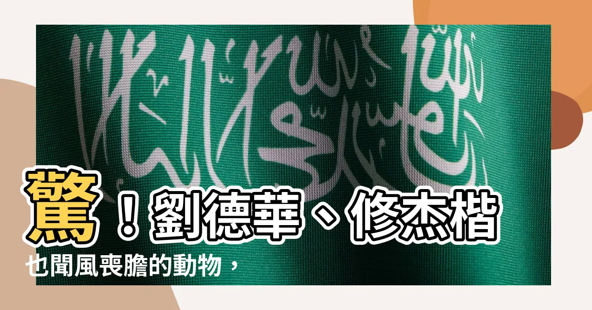 【驅除老鼠】驚！劉德華、修杰楷也聞風喪膽的動物，竟然害怕廚房必備的它！