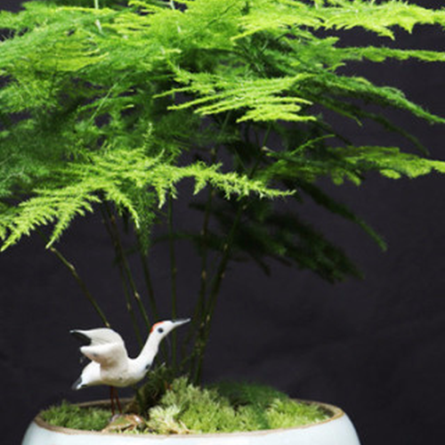 2、養蘆筍有什麼好處