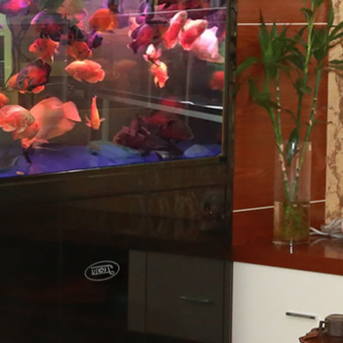 2、魚缸的擺放位置