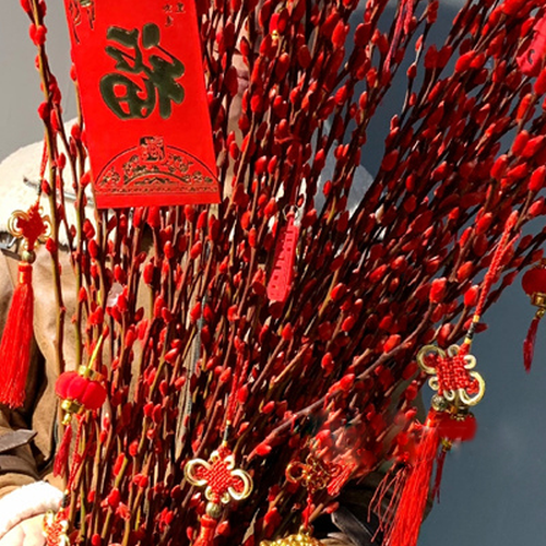 銀柳花:怎樣養銀柳