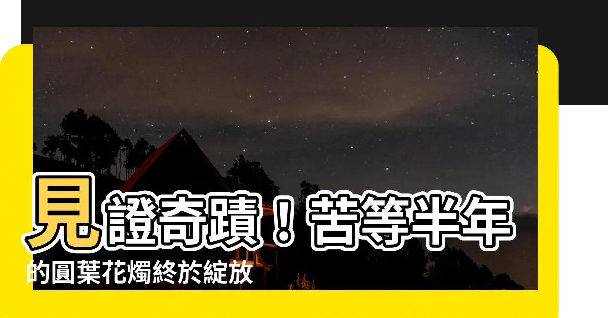 【圓葉花燭開花要剪掉嗎】見證奇蹟！苦等半年的圓葉花燭終於綻放，開花後還需要剪掉它嗎？