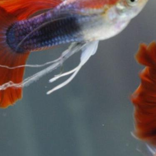 2、我的魚缸和風水魚的擺放位置