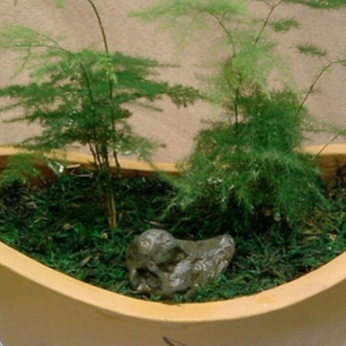 3、風水在家養蘆筍可以嗎?