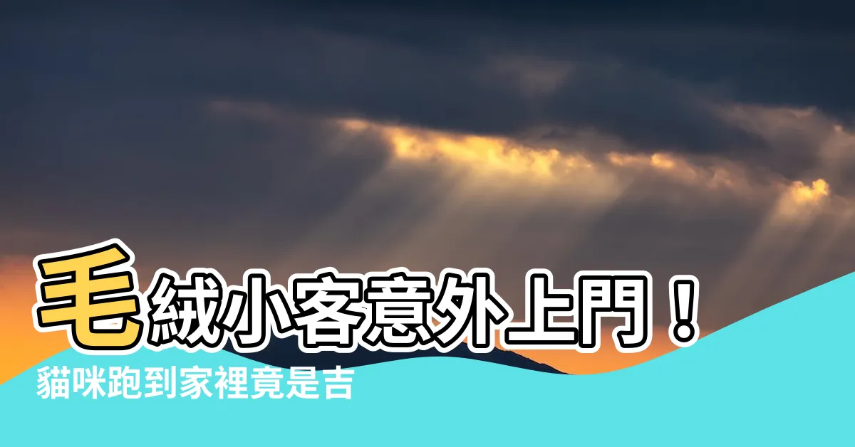 【貓跑進家裏】毛絨小客意外上門！貓咪跑到家裡竟是吉兆？