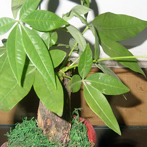 2、招財樹是一種什麼樣的風水植物?