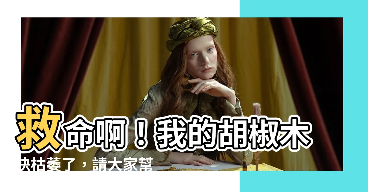 【胡椒木枯萎】救命啊！我的胡椒木快枯萎了，請大家幫幫我！