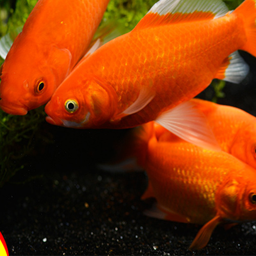 小型風水魚:風水魚有哪幾種