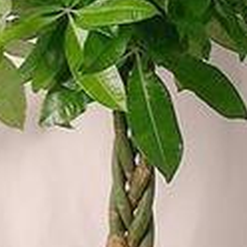 4、陽台上什麼植物適合風水?