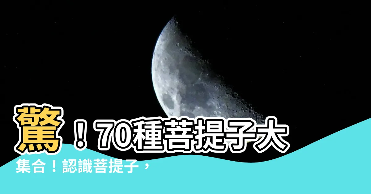 【菩提子種類】驚！70種菩提子大集合！認識菩提子，從這個清單開始！