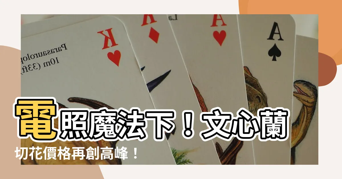 【文心蘭切花價格】電照魔法下！文心蘭切花價格再創高峯！