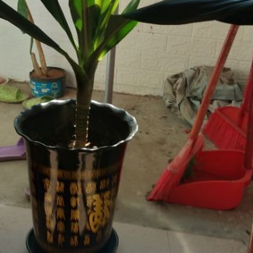 2、鐵樹的栽培方法,巴西鐵樹的風水,鐵樹球可以無根生長嗎?
